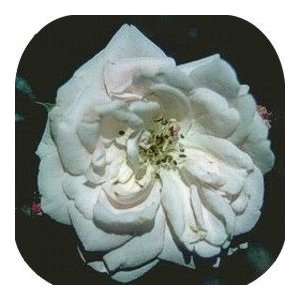   SQUARE   Designer Coasters Country Flower/Flowers/Floral   (CSFL 024