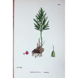 Sowerby Plants C1902 Asparagus Officinalis Colour