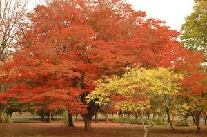 Japanese Zelkova, Zelkova serrata, Tree Seeds (Fall Colors, Fast 