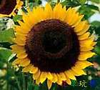 Taiyo Sunflower (20 seeds) Japanese heirloom  