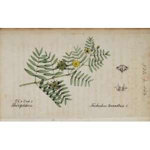   Puncturevine Botanical Print   Hand Colored Lithograph