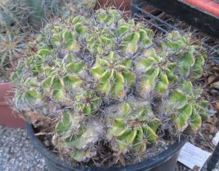 Ferocactus Robustus Multiplying Head Barrel Cactus 141  