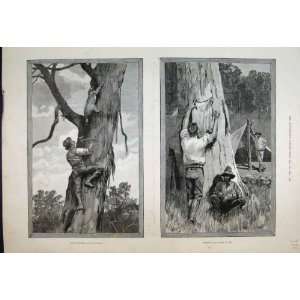  1889 Bear Hunting Australia Skins Men Working Old Print 