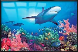 OCEAN LIFE   FRAMED POSTER (CORAL REEF & GREAT WHITE)  