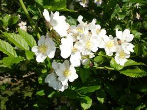 Hardy Rugosa Rose White, Rosa rugosa albiflora, Seeds  