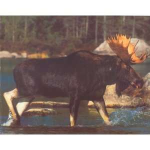  Large Moose with Big Rack Crossing Lake   Photography 