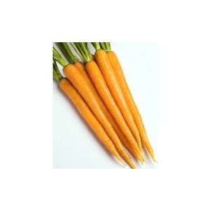 Sherbert Carrot Seeds Pack Patio, Lawn & Garden