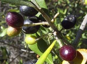 Olea europaea fruit tree olive oil outdoor/ indoor plant  