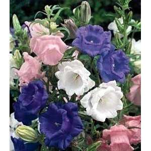  Canterbury Bells/Cups and Saucers 8 Plants Patio, Lawn & Garden