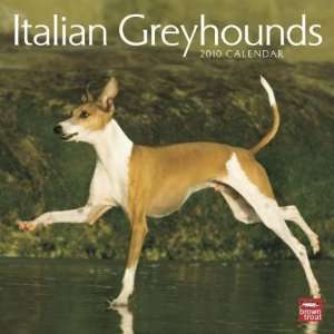  Italian Greyhounds 2010 Wall Calendar