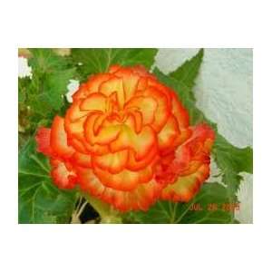  Ruffled Fire Begonia Seed Pack: Patio, Lawn & Garden