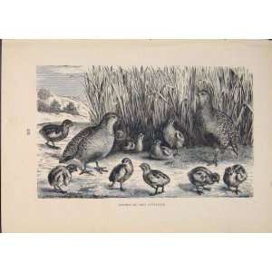Grey Partridge Partridges Bird Birds Antique Print Old  
