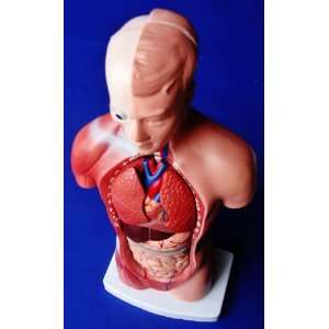 Model Anatomy Professional Medical Torso 15 Parts 26cm 11 