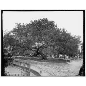  Live oak,Magnolia Cemetery,Charleston,S.C.