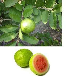  Hawaiian Guava Fruit Seeds 2 Pack Patio, Lawn & Garden