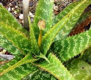 Spotted Aloe Seed  Drought Hardy, Evergreen Rosette  