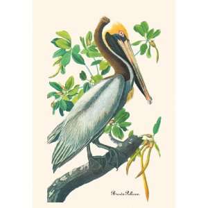 Brown Pelican 24X36 Canvas Giclee