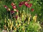 PURPLE PITCHER PLANT S. PURPEREA CARNIVOROUS 10 SEEDS