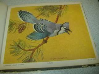 1937 BOOK of BIRDS Mills Hawkins ART Walter Weber RAND  