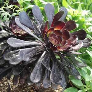 Large Purple Aeonium 7 Tall Plant 7 Round Rosette, Striking Beauty 