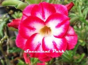 Adenium Obesum (Desert Rose) Sup mongkol plant  