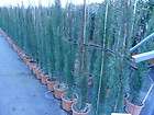 CLEARANCE LINE 120 150cm CUPRESSUS SEMPERVIRENS Italian cypress 