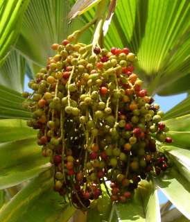 LAU FAN Palm 30 Seed Dwarf Fiji Palm Tree P thurstonii  