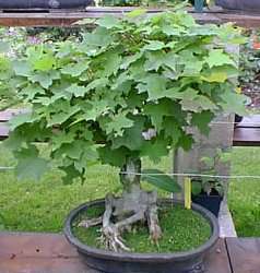 Norway Maple   Seeds   Ideal For Bonsai  
