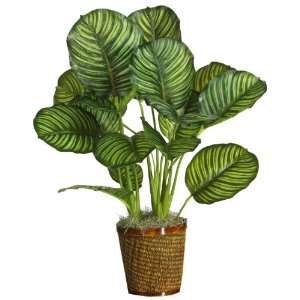  31 Calathea Silk Plant (Real Touch)