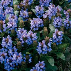 PRUNELLA BLUE FLOWER SEED MIX / GROUND COVER /PERENNIAL  