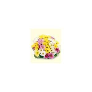  FTD Bright Spark Bouquet   PREMIUM Patio, Lawn & Garden