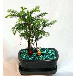   Norfolk Island Pine Bonsai Tree + Ornaments Patio, Lawn & Garden