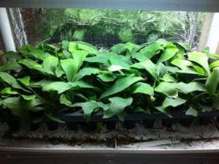 Staghorn Fern, Platycerium bifurcatum, healty, live plants  