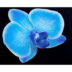  Blue Mystique Phalaenopsis Orchid Plant Patio, Lawn 
