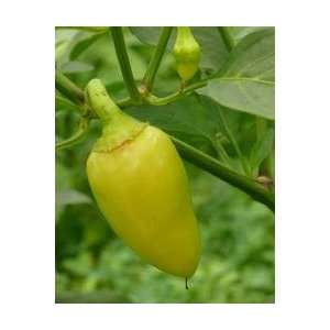  Wenks Yellow Hots Pepper Seeds: Patio, Lawn & Garden