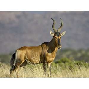 Red Hartebeest, Mountain Zebra National Park, South Africa, Africa 