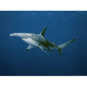  Great Hammerhead Shark National Geographic Collection 