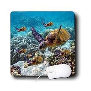  Ocean Life   Sea Turtles   Mouse Pads Electronics