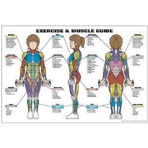  Exercise and Muscle Guide (Female) Fitness Chart (Co Ed 